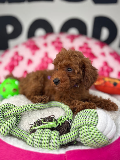 Tiny Dark Red Male Toy Poodle ( Deposit Only, Please Read The DESCRIPTION Below‼️)