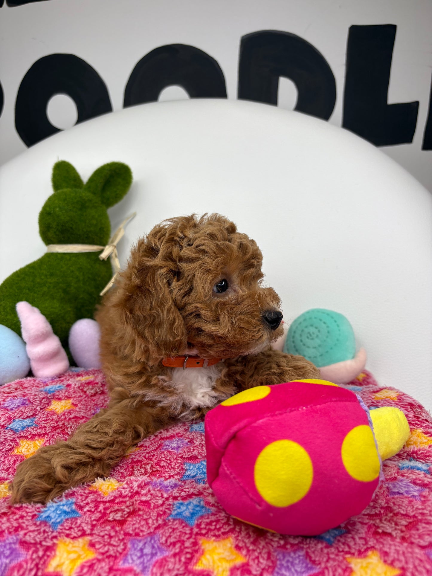 Apricot Female Toy Poodle 🐩 (Deposit Only‼️Please Read The Description Below‼️)
