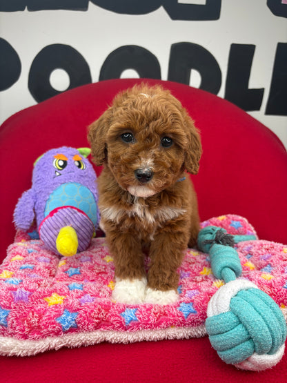 Dark Red And White Female Miniture Poodle (Deposit Only, Please Read The Description Below‼️)