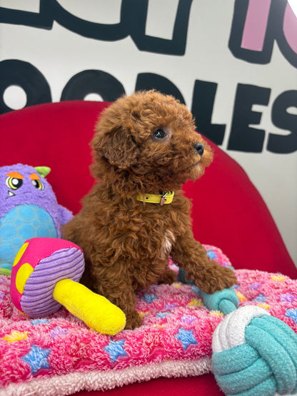 Dark Red Female Miniture Poodle (Deposit Only, Please Read The Description Below‼️)
