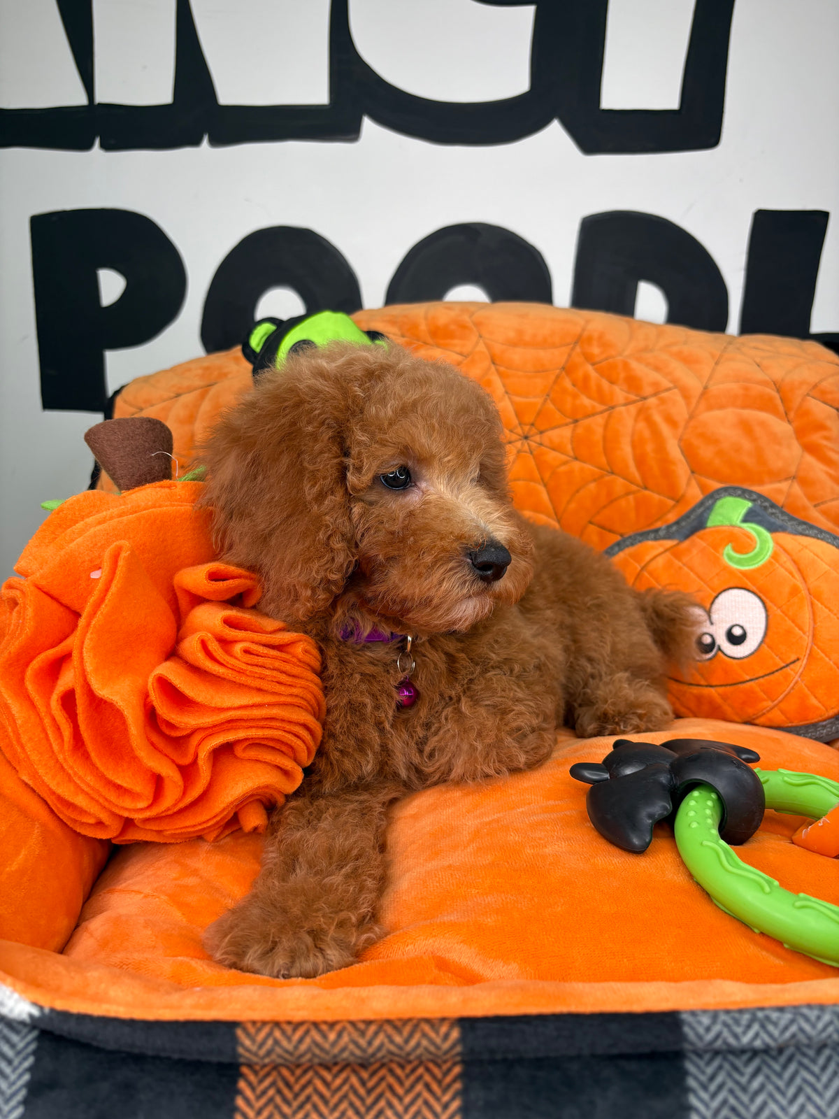 Apricot Female Miniature Poodle (Deposit Only ‼️ Please Read The DESCRIPTION Below‼️)
