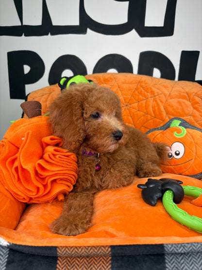 Apricot Female Miniature Poodle (Deposit Only ‼️ Please Read The DESCRIPTION Below‼️)