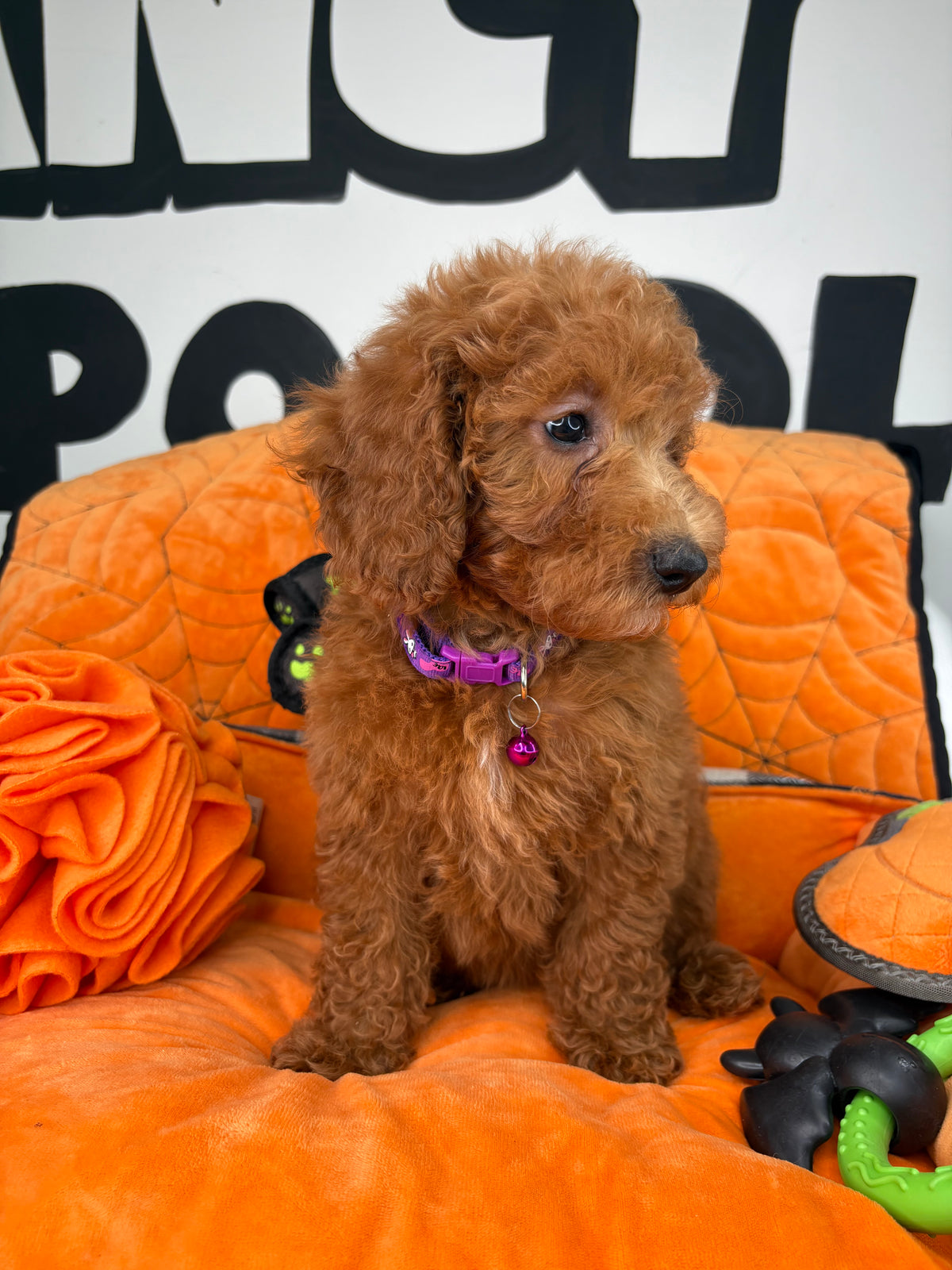 Red Female Miniture Poodle (Deposit Only, Please Read The Description Below‼️)