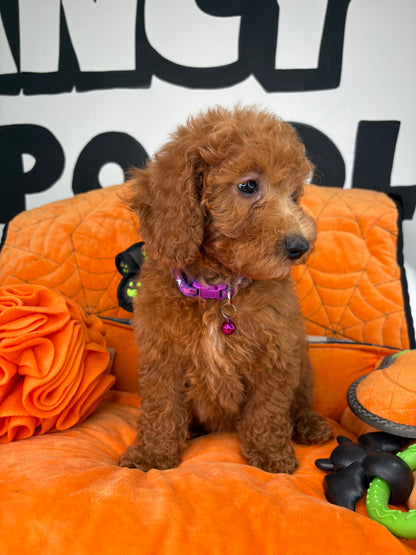 Red Female Miniture Poodle (Deposit Only, Please Read The Description Below‼️)