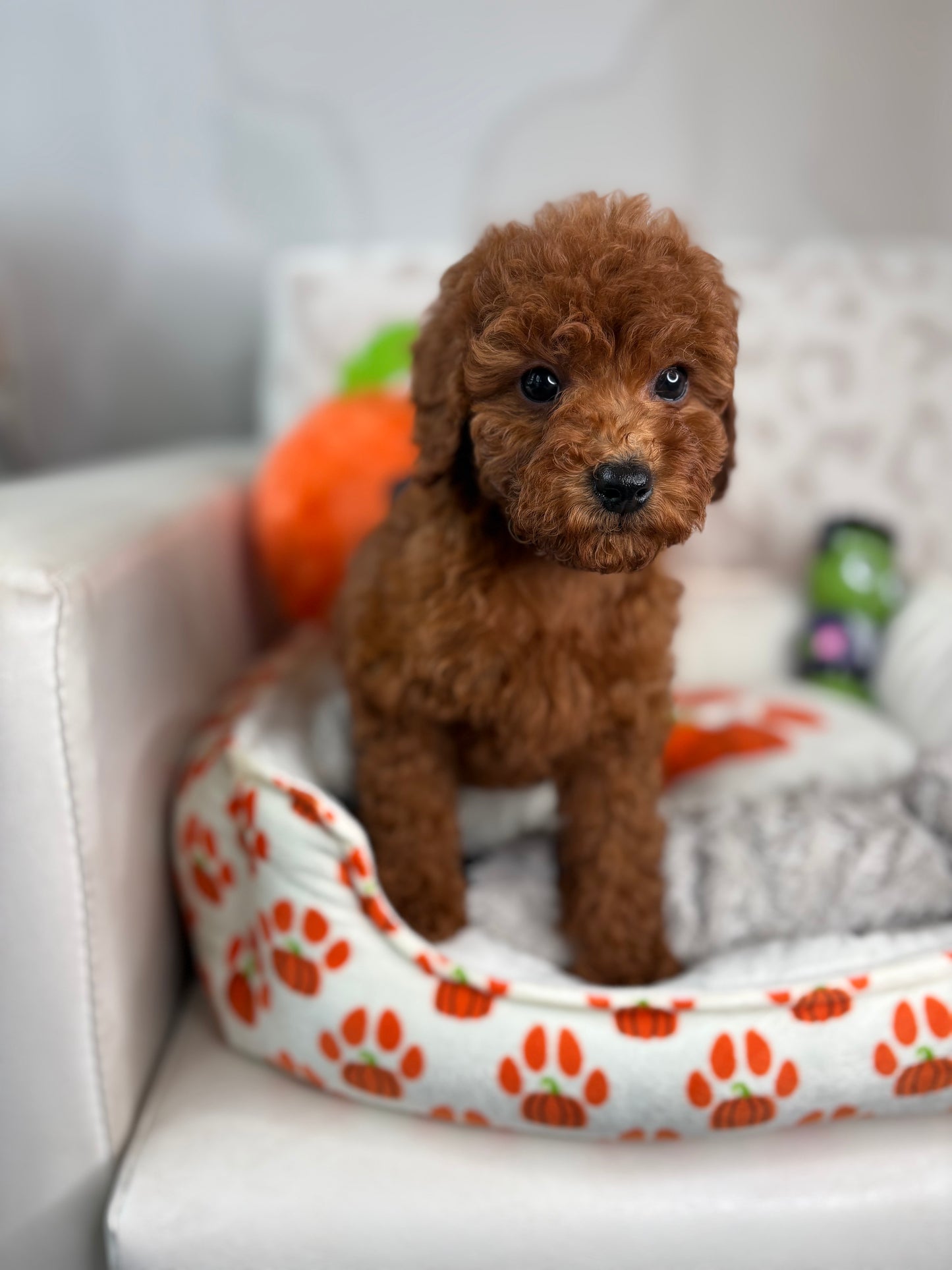 Red Female Miniture Poodle  (Deposit Only, Please Read The Description Below‼️)