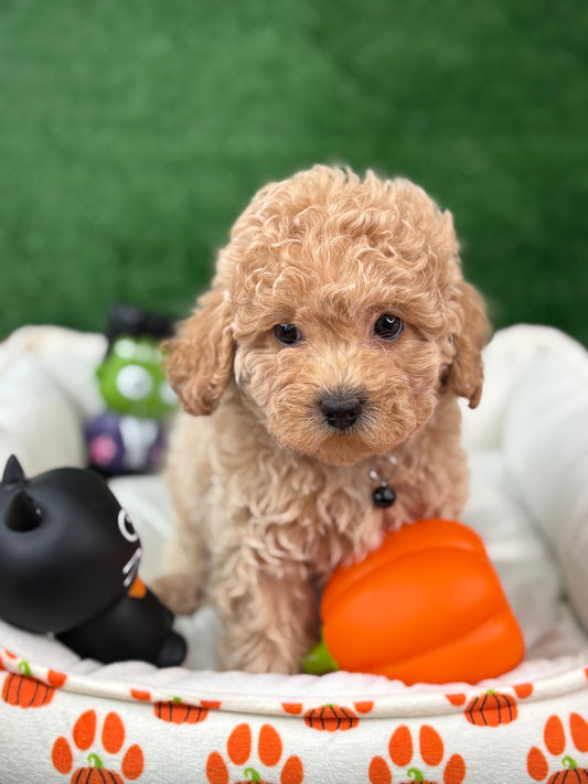 Apricot Female Toy Poodle (Deposit Only‼️Please Read The Description Below‼️)