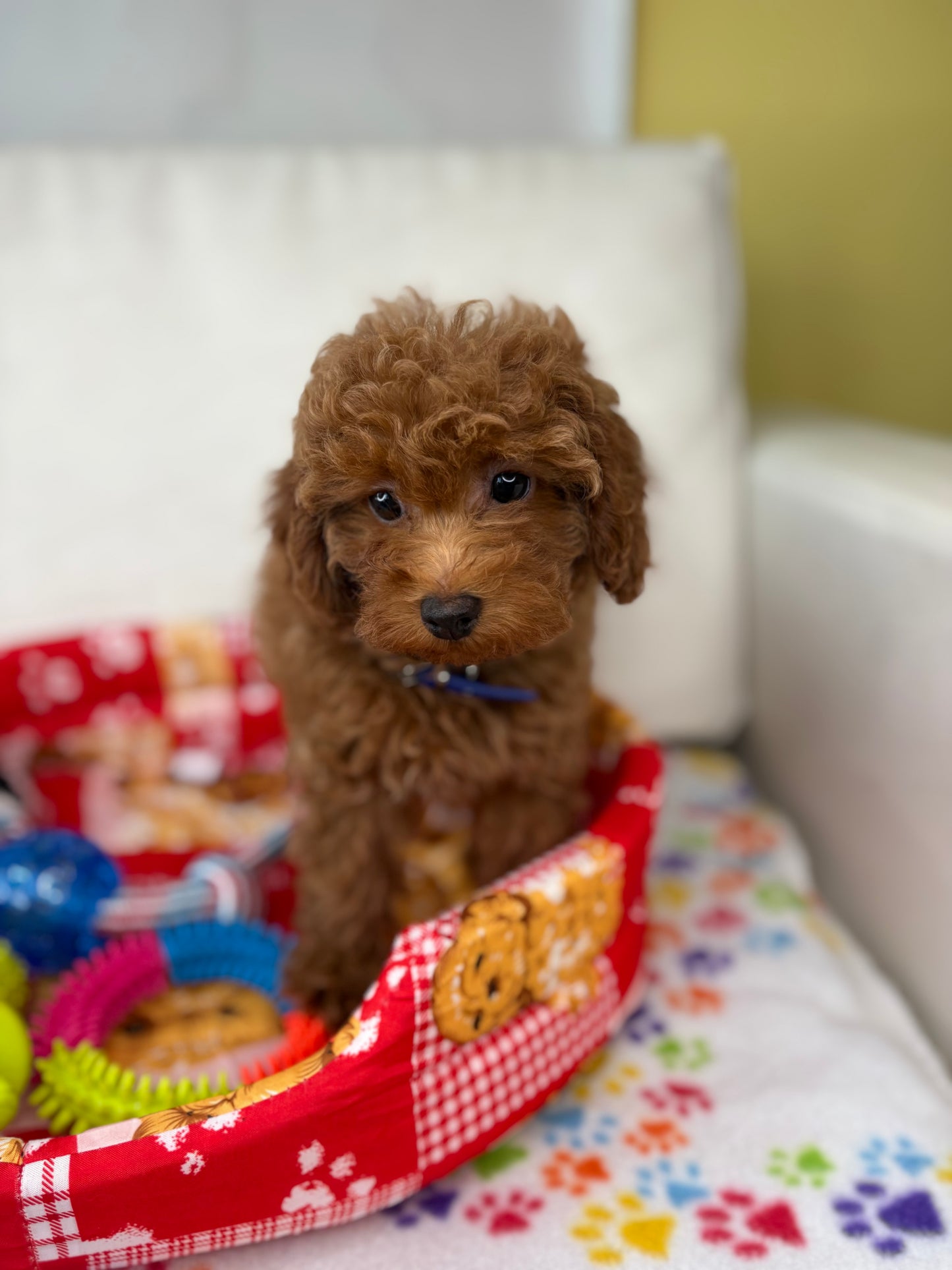 Male Apricot Toy Poodle (Deposit Only ‼️ Please Read DESCRIPTION Below‼️)