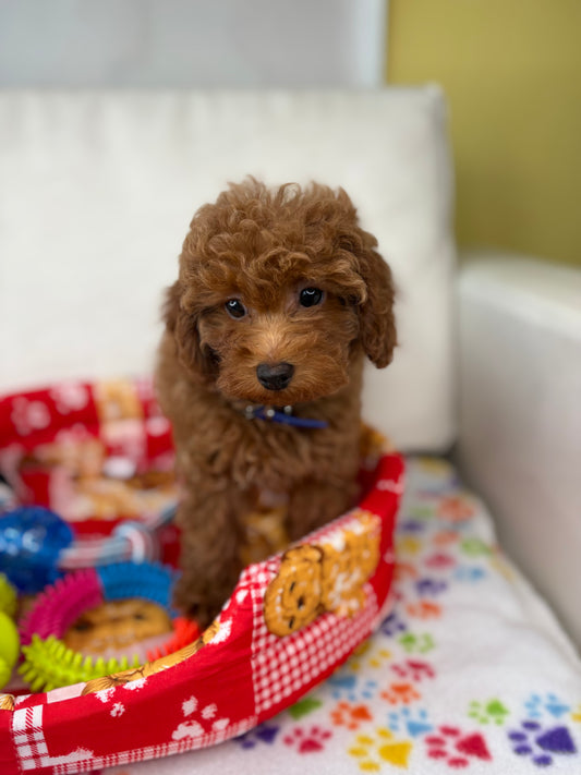 Male Apricot Toy Poodle (Deposit Only ‼️ Please Read DESCRIPTION Below‼️)