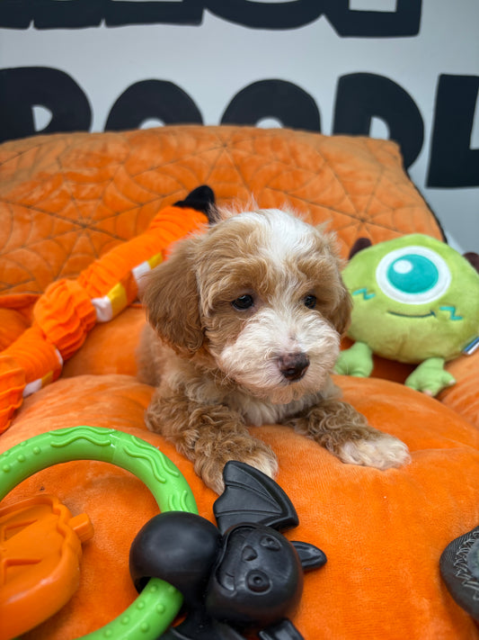 Apricot Male Miniature Poodle (Deposit Only, Please Read The Description Below‼️)
