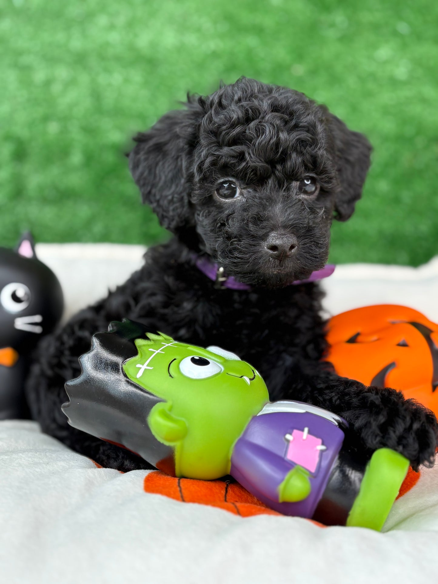 Black Female Toy Poodle ‼️(Deposit Only ‼️ Please Read The Description Below ‼️)