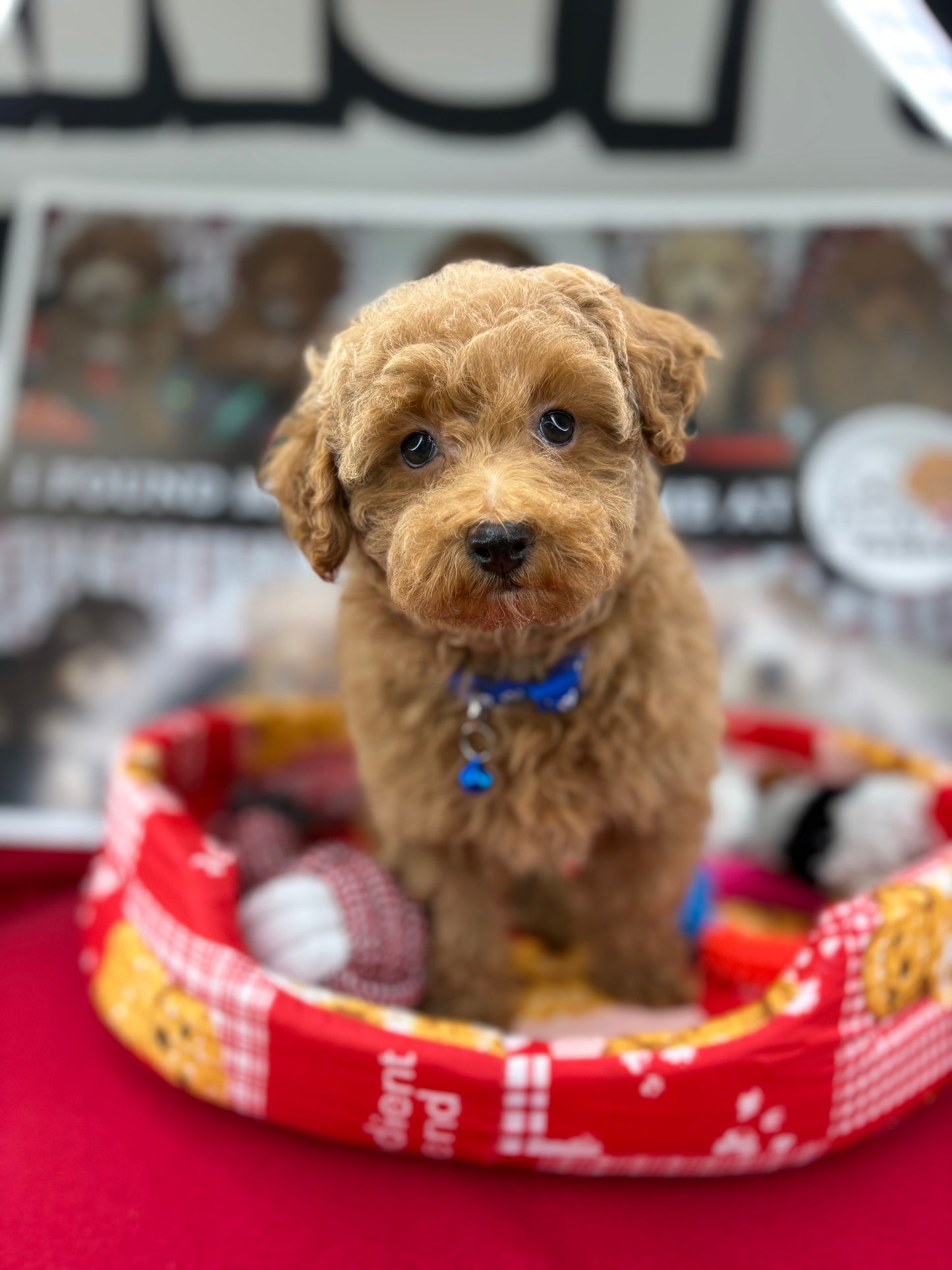 Apricot Female Miniature Poodle  (Deposit Only ‼️ Please Read The DESCRIPTION Below‼️)