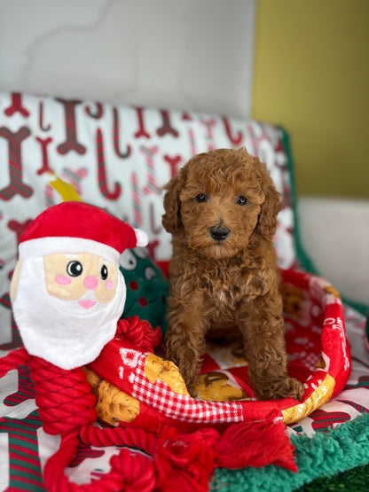 Red Male Toy Poodle (Deposit Only‼️ Please Read The DESCRIPTION Below‼️)