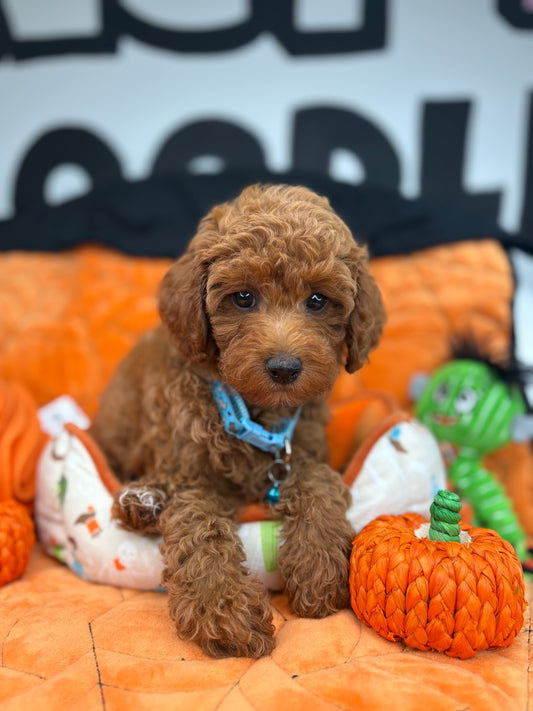 Red Female Toy Poodle (Deposit Only‼️ Please Read The DESCRIPTION Below‼️)
