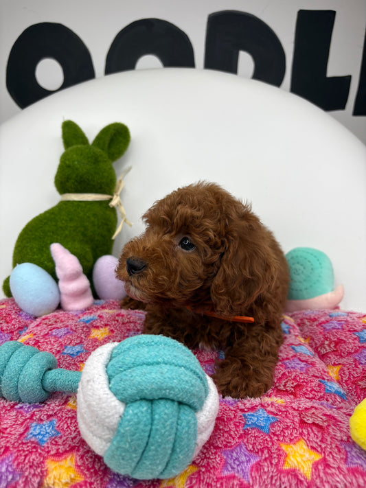 Dark Red Male Toy Poodle 🐩 (Deposit Only‼️Please Read The Description Below‼️)