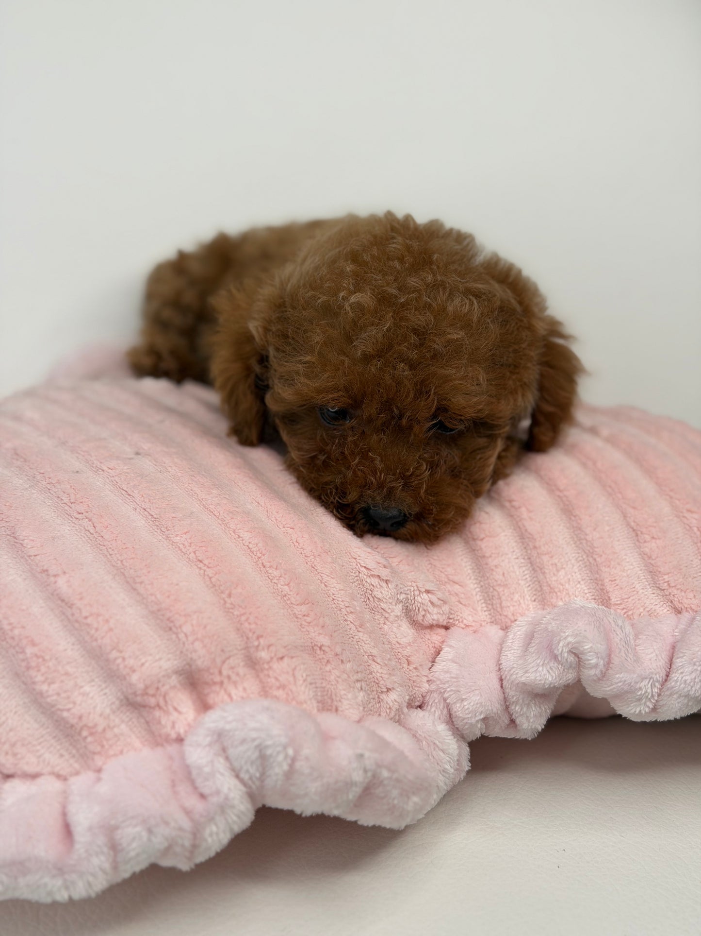 Dark Red Female Teacup Poodle ‼️(Deposit Only ‼️ Please Read The Description Below ‼️)
