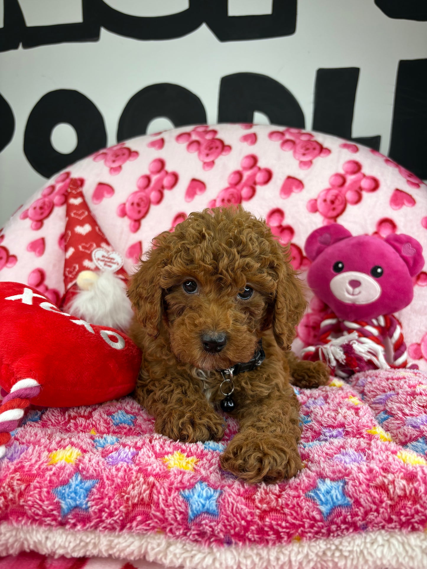Dark Red Male Toy Poodle (Deposit Only ‼️ Please Read DESCRIPTION Below‼️)