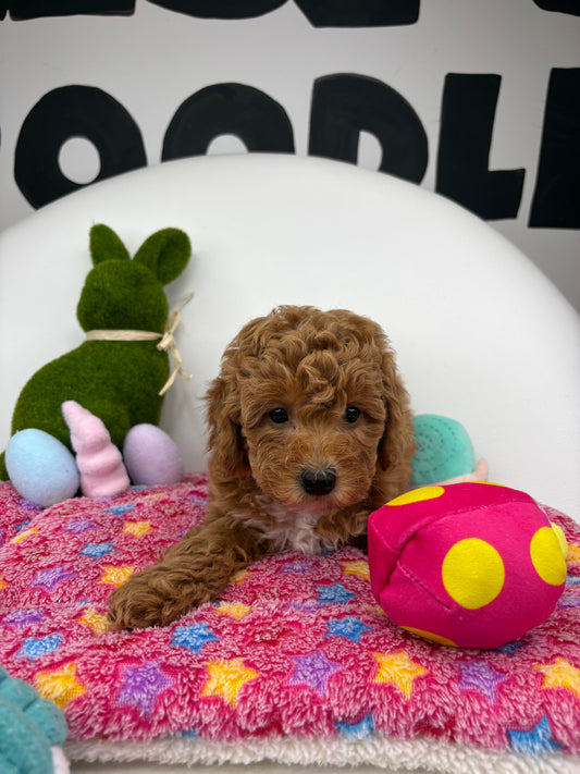 Apricot Female Toy Poodle 🐩 (Deposit Only‼️Please Read The Description Below‼️)