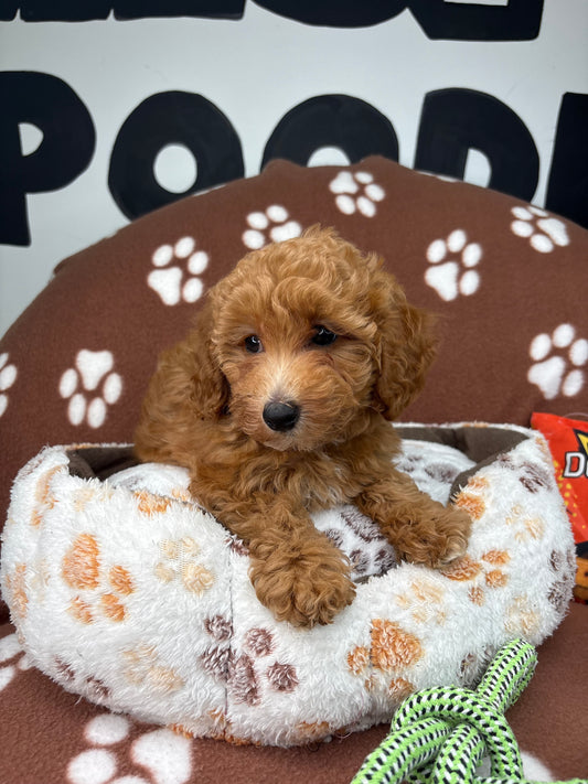Red Female Toy Poodle ‼️(Deposit Only ‼️ Please Read The Description Below ‼️)