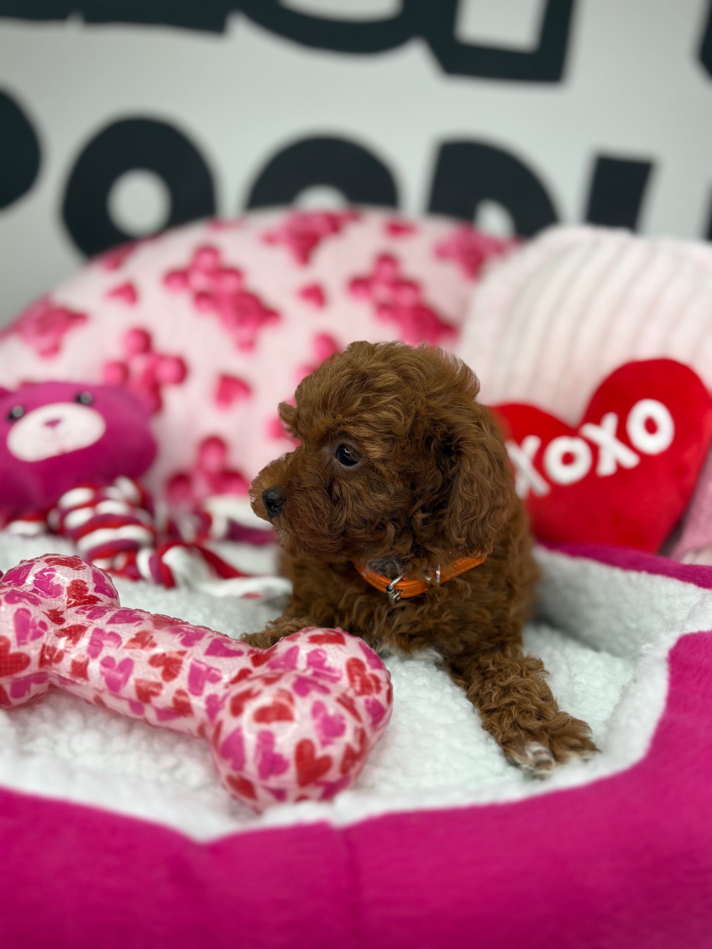 Dark Red Male Teacup Poodle (Deposit Only Please Read The DESCRIPTION Below‼️