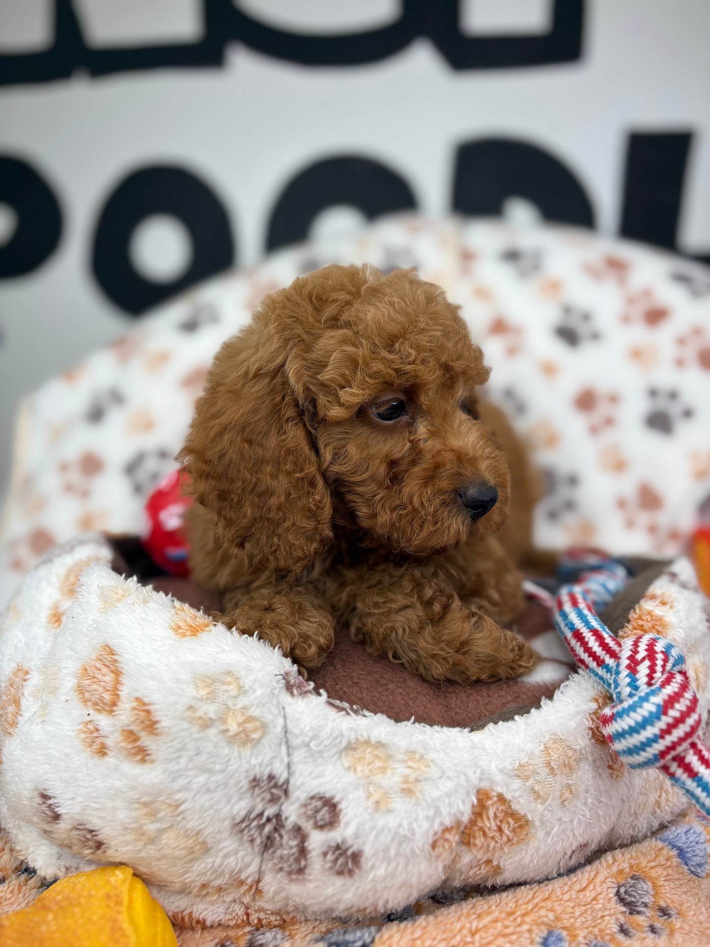 Red Male Toy Poodle ‼️(Deposit Only ‼️ Please Read The Description Below ‼️)