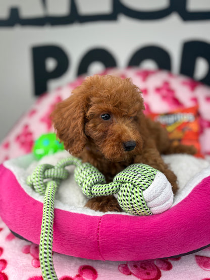 Red Male Toy Poodle 🐩 ‼️(Deposit Only, Please Read The Description Below‼️)