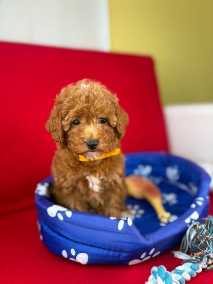 Red Female Toy Poodle 🐩 (Deposit Only‼️Please Read The Description Below‼️)
