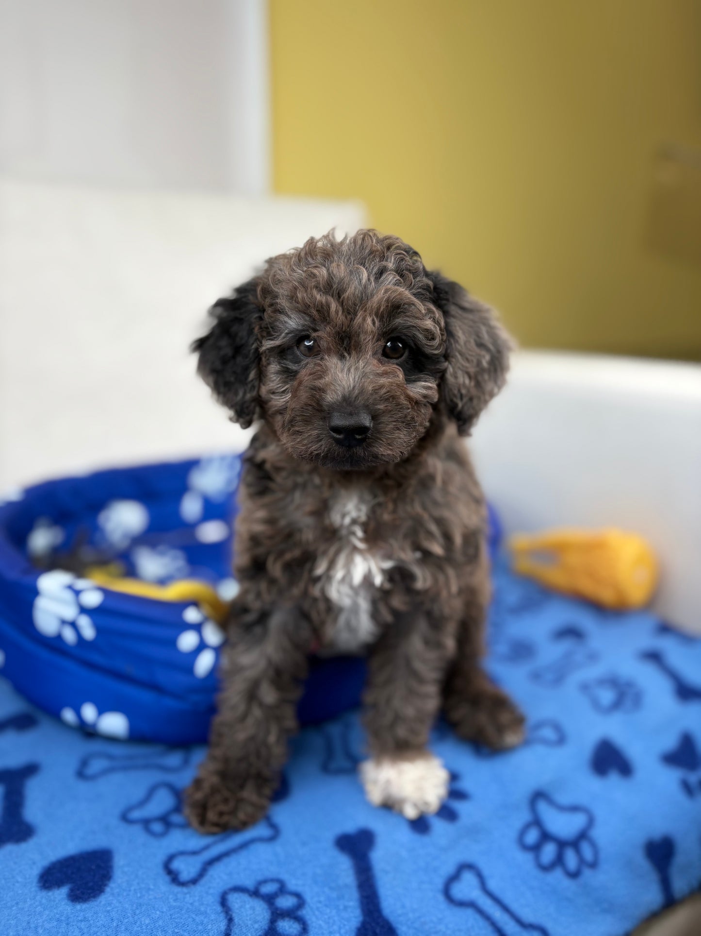 Male Merle Toy Poodle ‼️(Deposit Only ‼️ Please Read The Description Below ‼️)