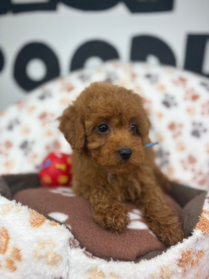 Red Female Toy Poodle ‼️ (Deposit Only Please Read The DESCRIPTION Below‼️