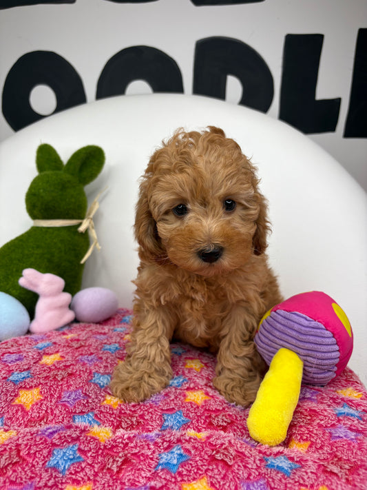 Apricot Male Toy Poodle 🐩 (Deposit Only‼️Please Read The Description Below‼️)