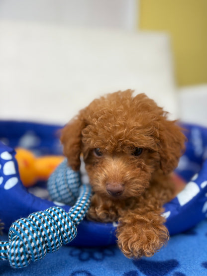 Male Teacup Poodle ‼️(Deposit Only, Please Read The Description Below‼️)