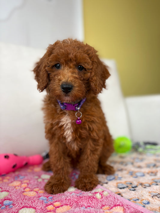 Female Miniature Poodle (Deposit Only ‼️ Please Read The DESCRIPTION Below‼️)