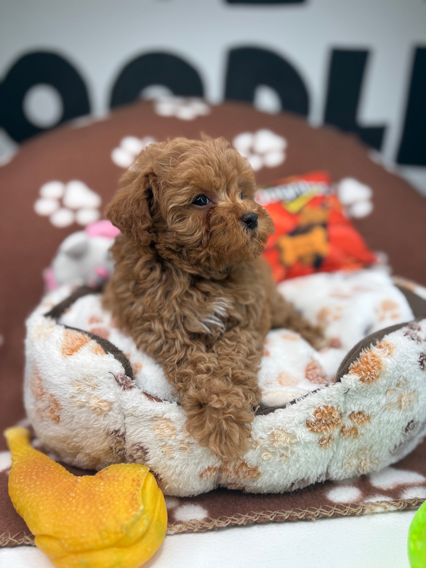 Red Male Teacup Poodle (Deposit Only‼️Please Read The Description Below‼️)