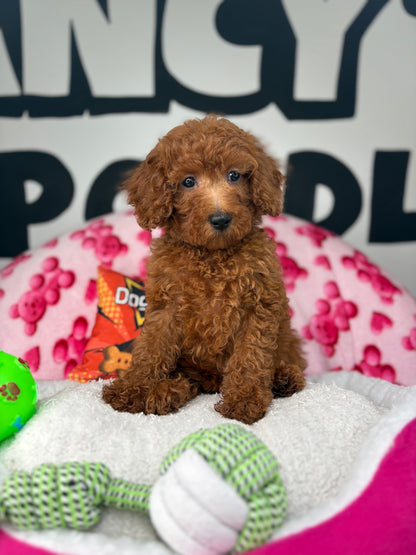 Dark Red Female Miniture Poodle (Deposit Only, Please Read The Description Below‼️)
