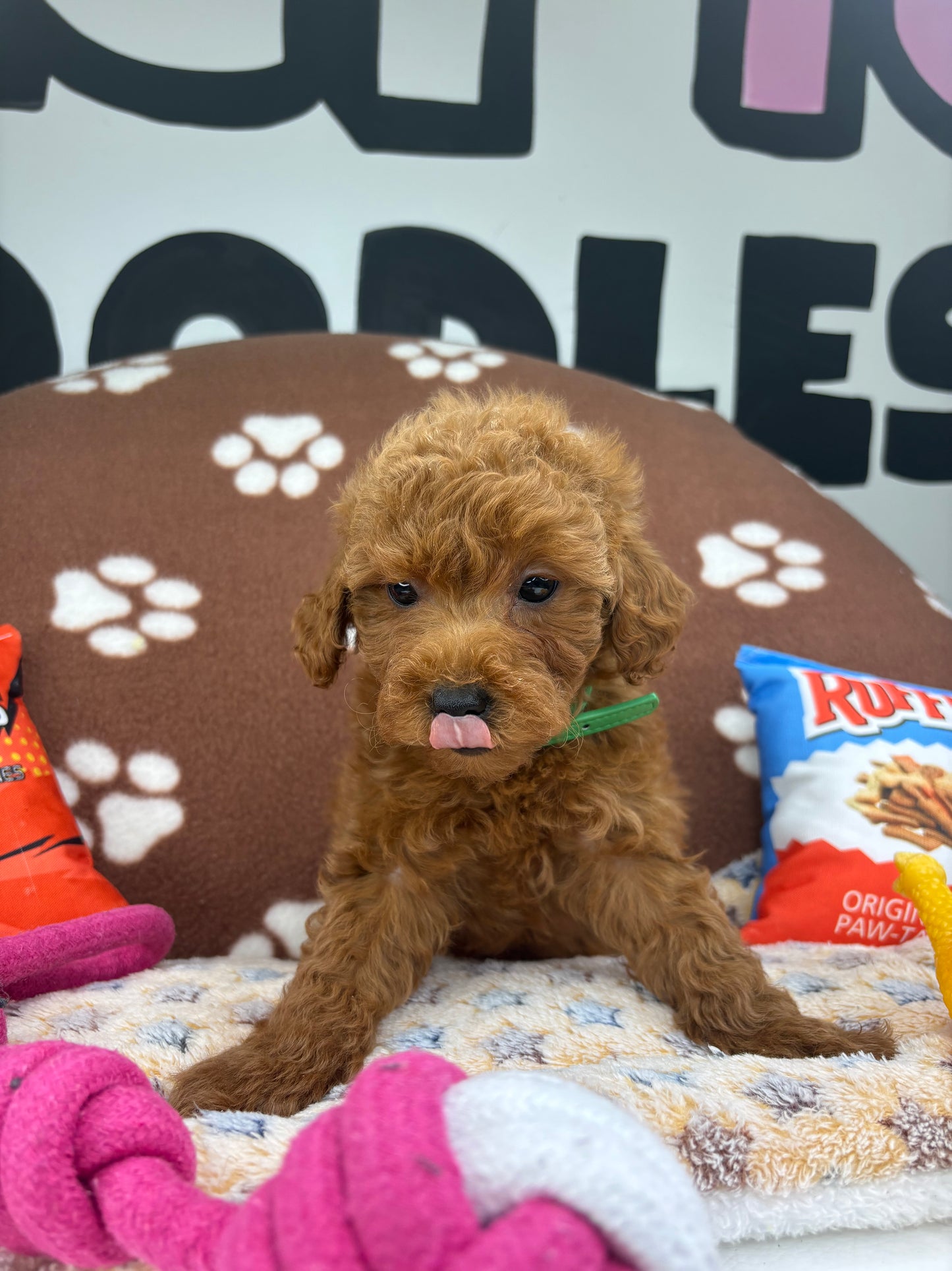 Red Female Toy Poodle 🐩 (Deposit Only‼️Please Read The Description Below‼️)