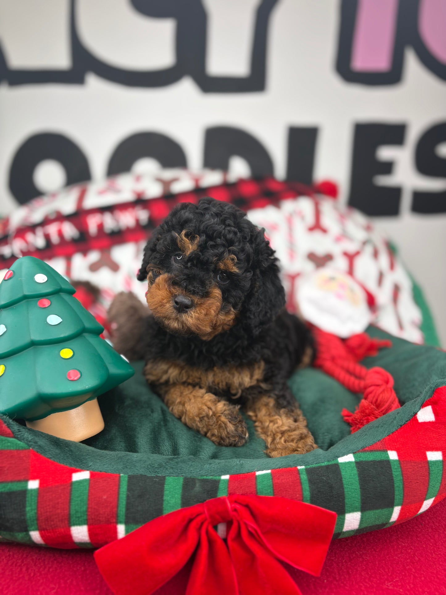 Red Phantom Male Toy Poodle 🐩 (Deposit Only‼️Please Read The Description Below‼️)