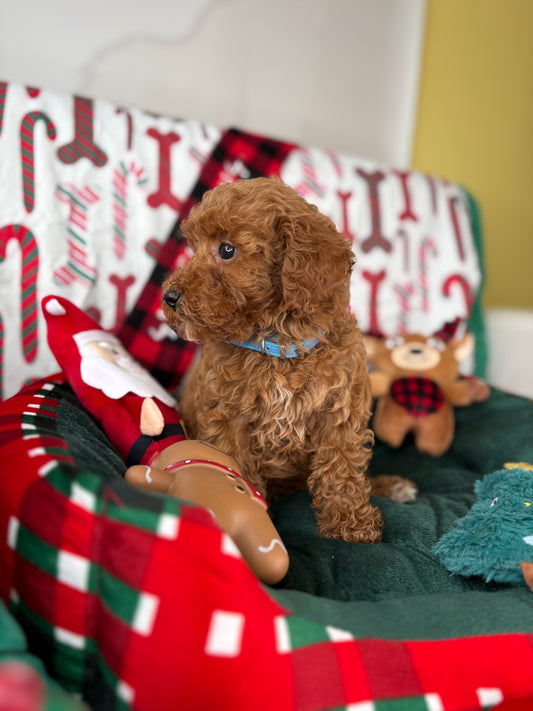 Red Female Toy Poodle 🐩 (Deposit Only‼️Please Read The Description Below‼️)