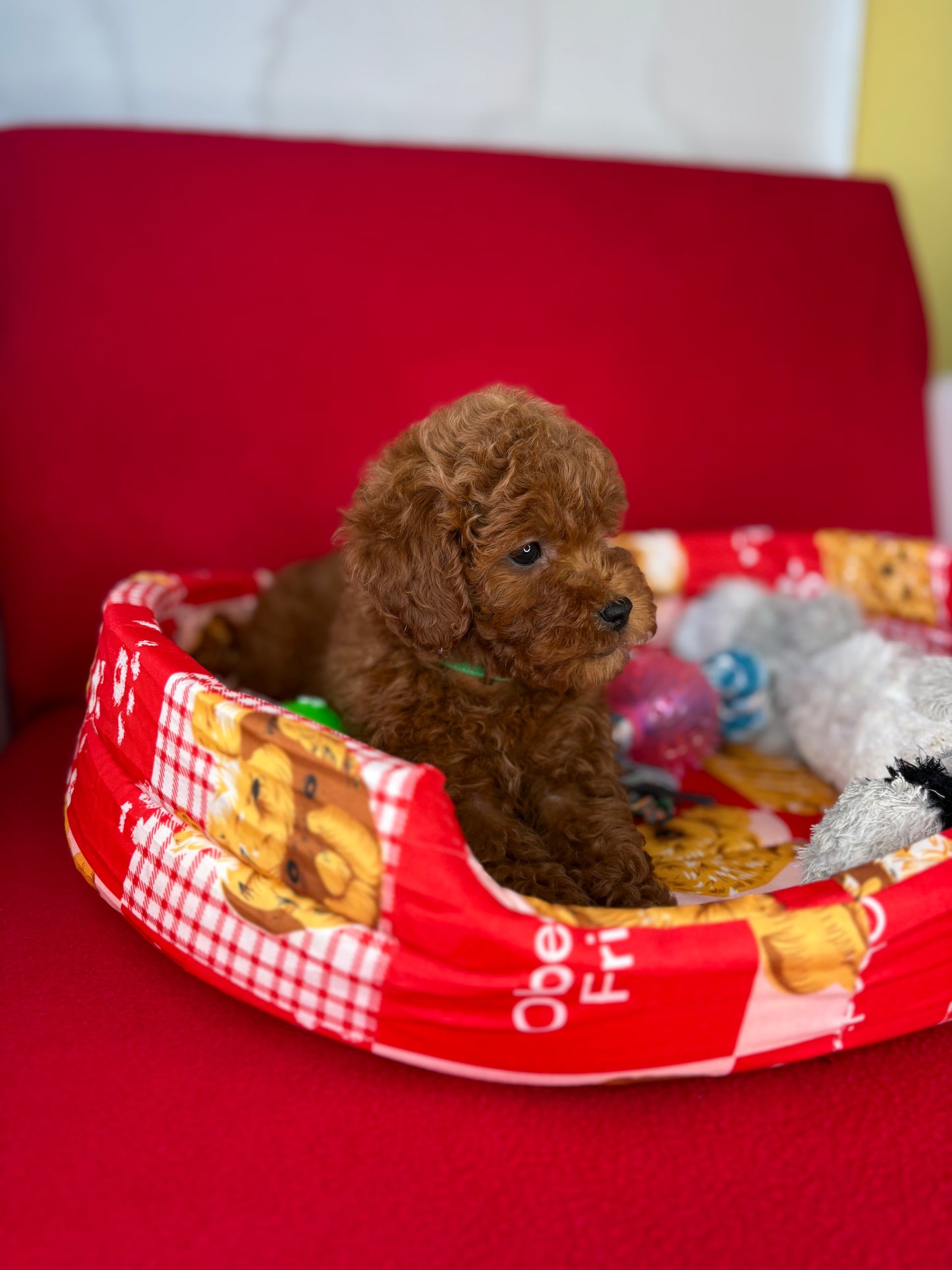 Dark Red Female Toy Poodle ( Deposit Only, Please Read The DESCRIPTION Below‼️)