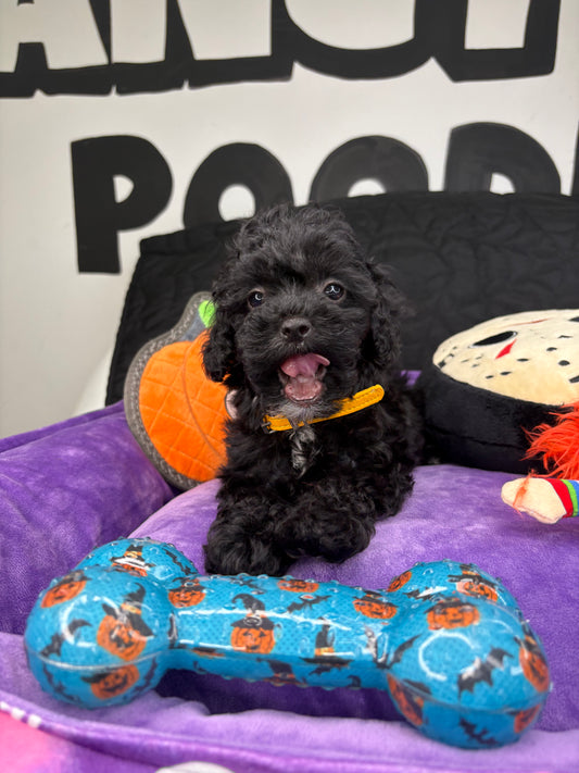 Tiny Black Female Male Toy Poodle (Deposit Only, Please Read The Description Below‼️)