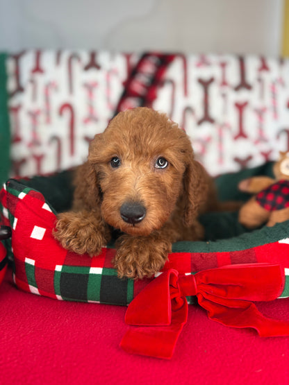 Red Female Miniature Poodle (Deposit Only ‼️ Please Read The DESCRIPTION Below‼️)