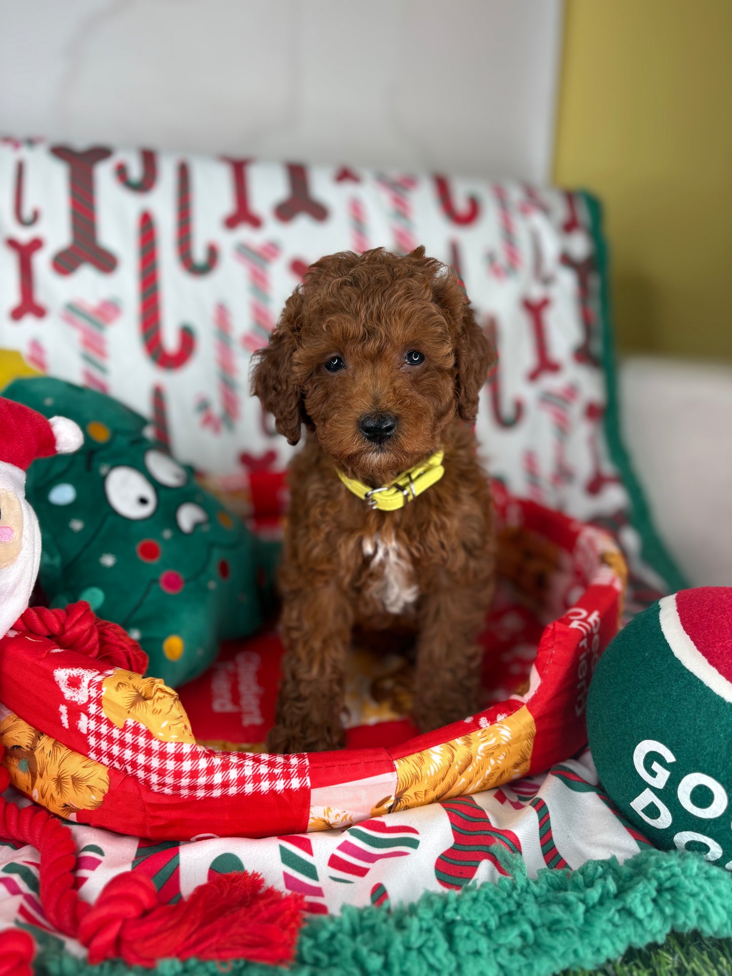 Red Male Toy Poodle (Deposit Only ‼️ Please Read DESCRIPTION Below‼️)