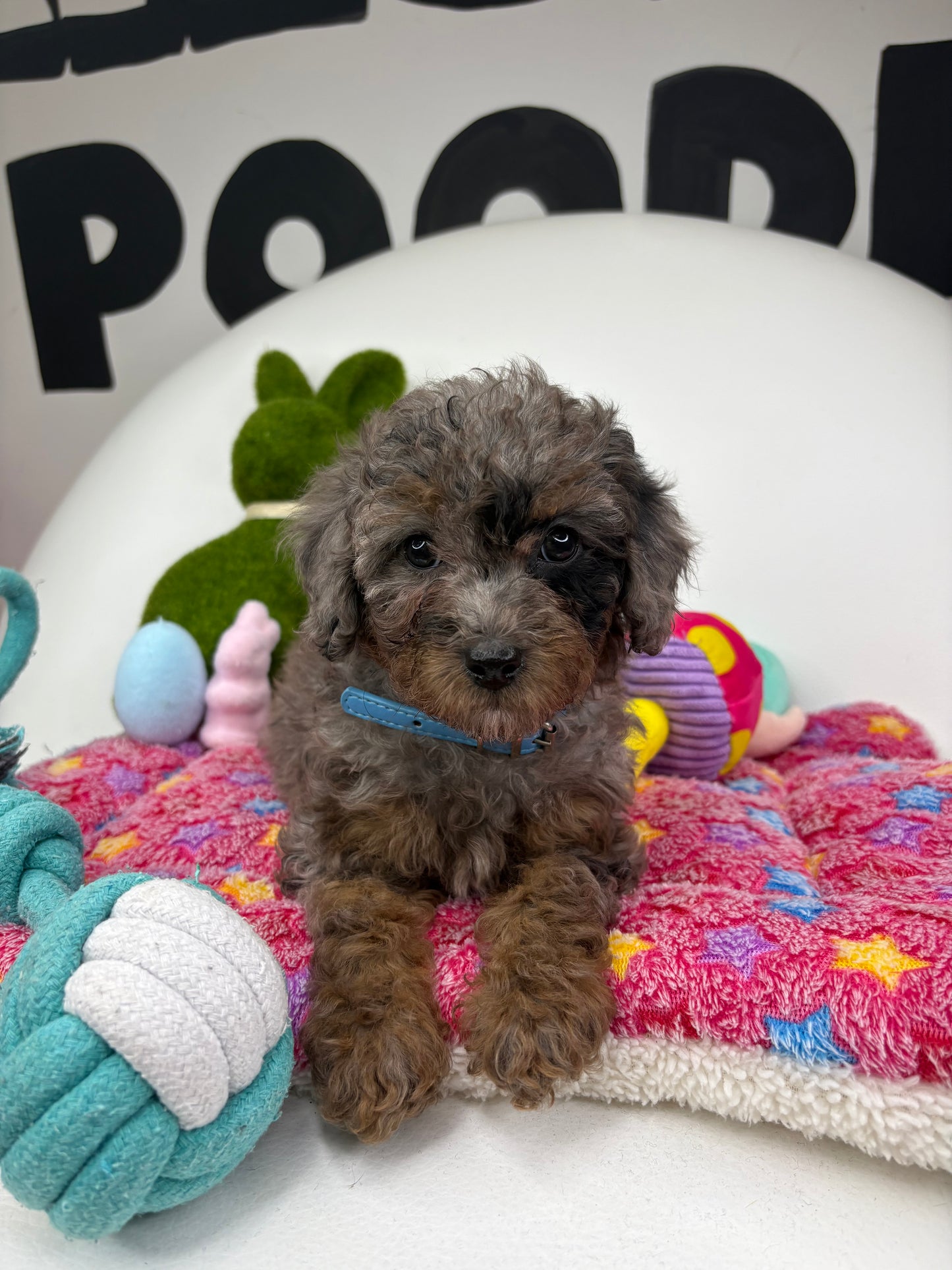 Merle Phantom Female Toy Poodle (Deposit Only ‼️ Please Read DESCRIPTION Below‼️)