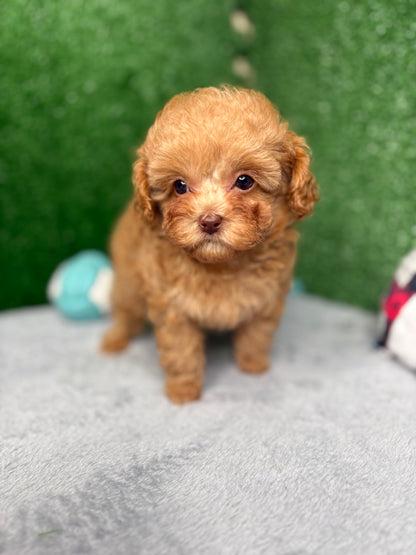 Paisley The Micro Poodle (Deposit Only ‼️‼️ Please DESCRIPTION Read Below‼️)