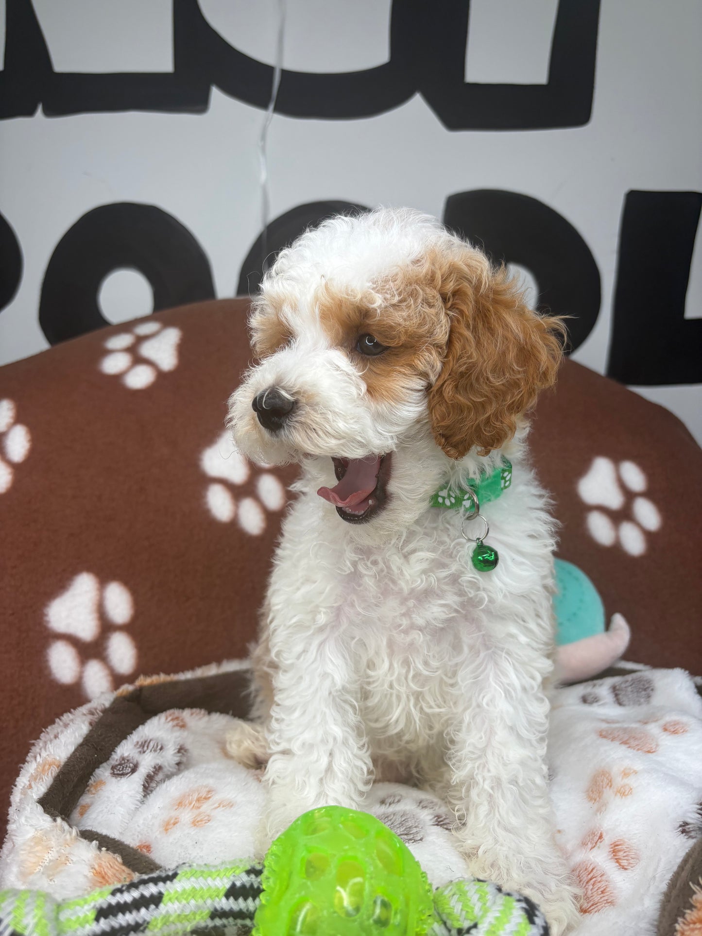 Party Colored Male Toy Poodle ‼️(Deposit Only ‼️ Please Read The Description Below ‼️)