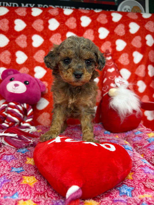 Brindle Phantom Female Micro Poodle (Deposit Only‼️Please Read The Description Below‼️)