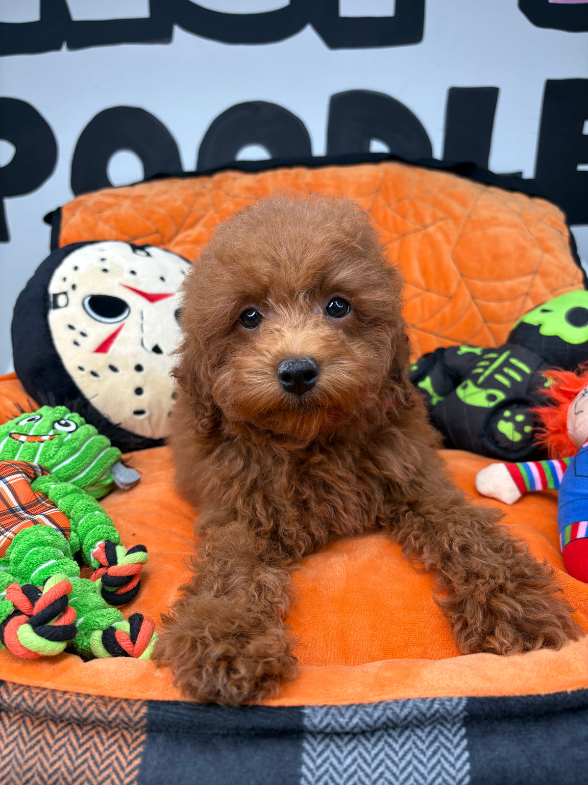 Apricot Male Toy Poodle 🐩 (Deposit Only ‼️ Please Read The Description Below ‼️)