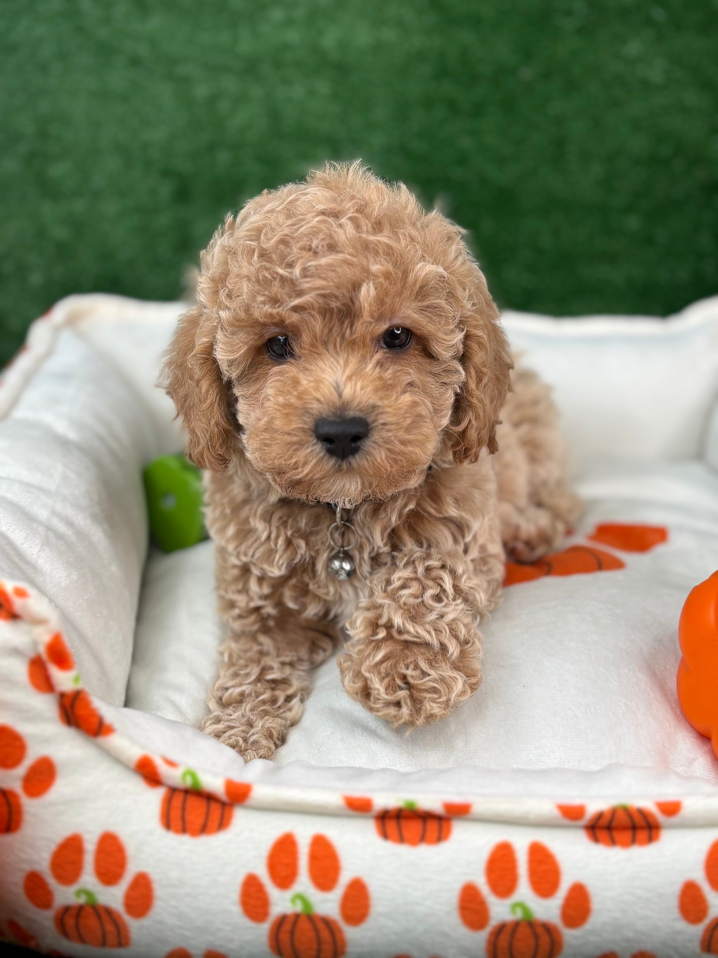 Apricot Male Toy Poodle (Deposit Only‼️Please Read The Description Below‼️)