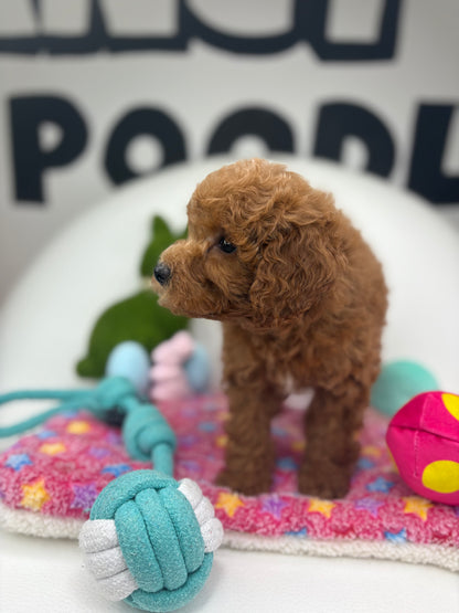Red Male Toy Poodle ‼️(Deposit Only ‼️ Please Read The Description Below ‼️)