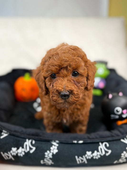 Dark Red Male Toy Poodle (Deposit Only‼️Please Read The Description Below‼️)