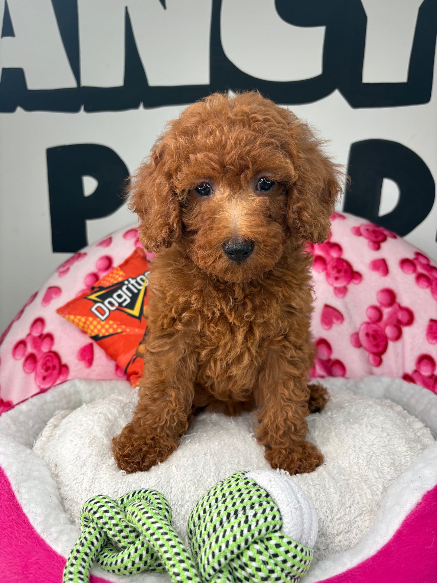 Dark Red Female Miniture Poodle (Deposit Only, Please Read The Description Below‼️)