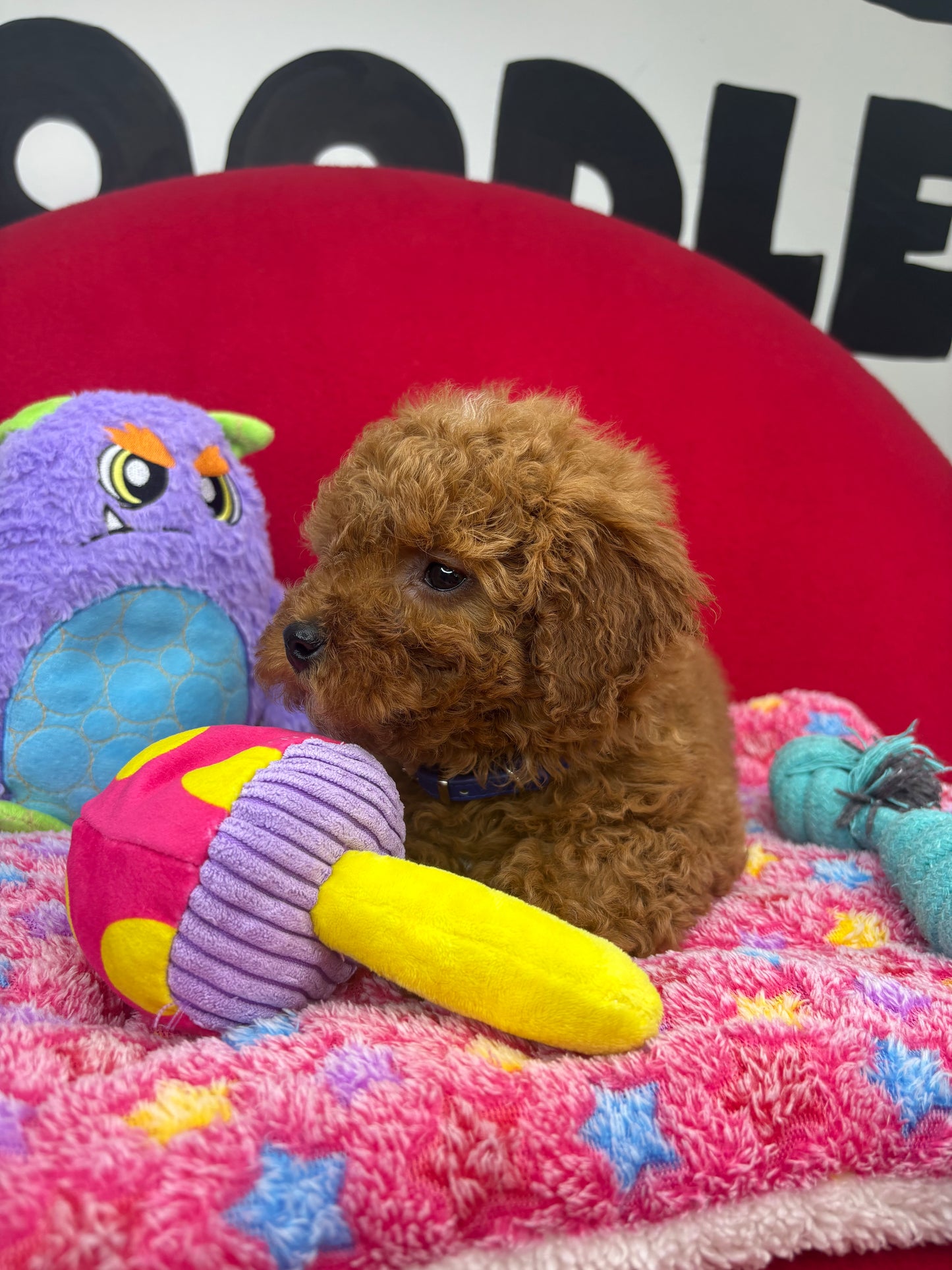 Dark Red Male Miniture Poodle (Deposit Only, Please Read The Description Below‼️)